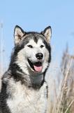 ALASKAN MALAMUTE 033
